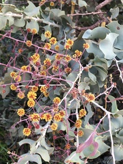 Acacia inaequilatera