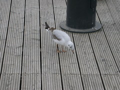 Chroicocephalus ridibundus