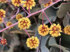 Acacia inaequilatera