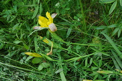 Iris variegata
