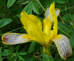 Iris variegata