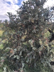 Acacia inaequilatera