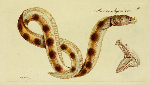 Representative image of Echelus