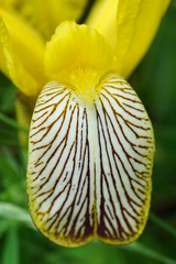 Iris variegata