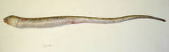 Painted Eel photo 3