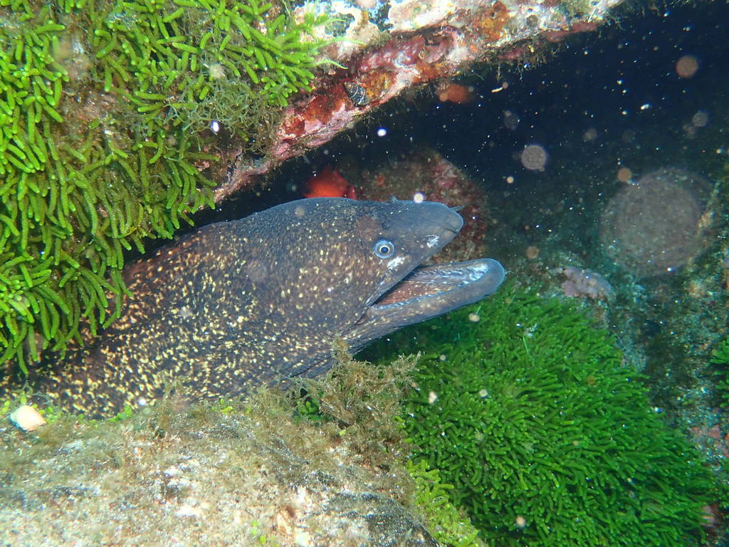 Müren (Muraena helena)