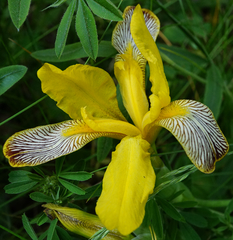 Iris variegata