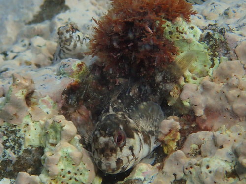 Photo of Triglid blenny (Lipophrys trigloides)