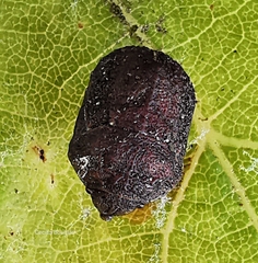 Psacasta tuberculata