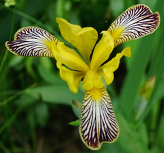 Iris variegata