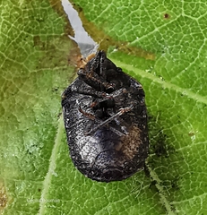 Psacasta tuberculata