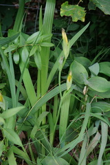 Iris variegata