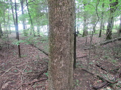 Fraxinus quadrangulata
