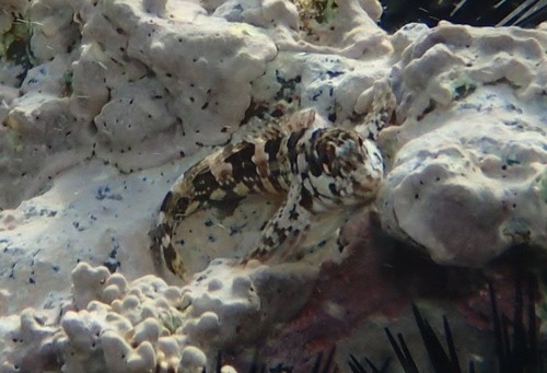 Photo of Triglid blenny (Lipophrys trigloides)