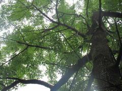 Fraxinus quadrangulata