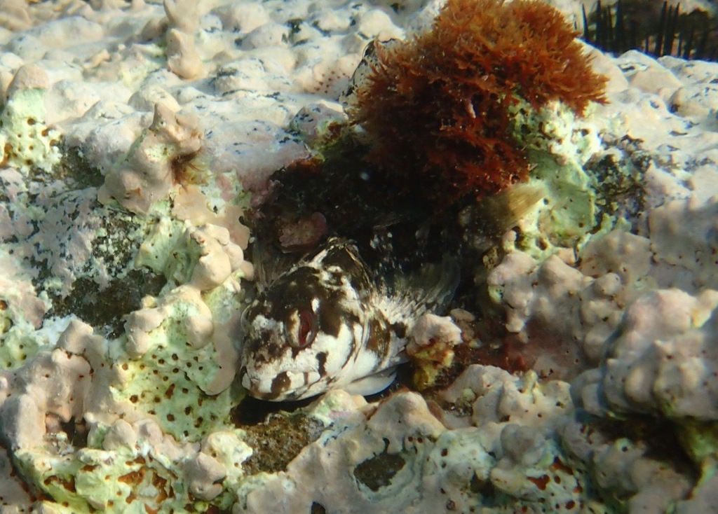 Photo of Triglid blenny (Lipophrys trigloides)