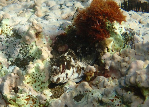 Trigloid blenny (Lipophrys trigloides) — Blenniidae