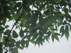 Fraxinus quadrangulata
