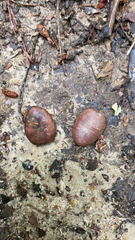 Asimina triloba