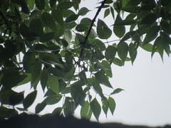 Fraxinus quadrangulata