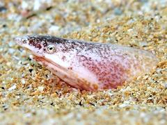 European Finless Eel photo 1