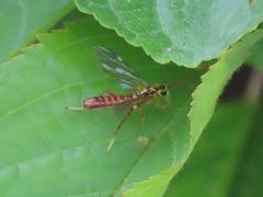 Tenthredopsis litterata