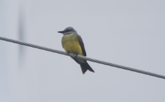 Tyrannus melancholicus