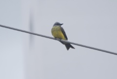 Tyrannus melancholicus