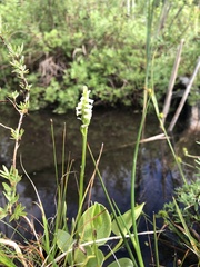 Spiranthes lucida