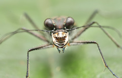 Cylindera discreta