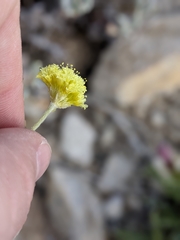 Eriogonum desertorum