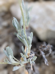 Eriogonum desertorum