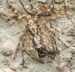 Phaeacius malayensis