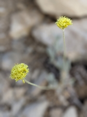 Eriogonum desertorum