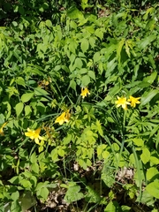 Hemerocallis lilioasphodelus