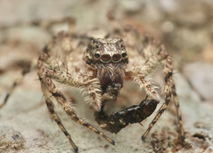 Phaeacius malayensis