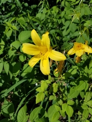 Hemerocallis lilioasphodelus