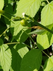 Hemerocallis lilioasphodelus