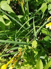 Hemerocallis lilioasphodelus