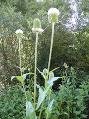 Dipsacus sativus