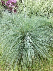 Festuca glauca