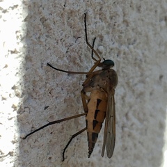 Rhagio tringarius