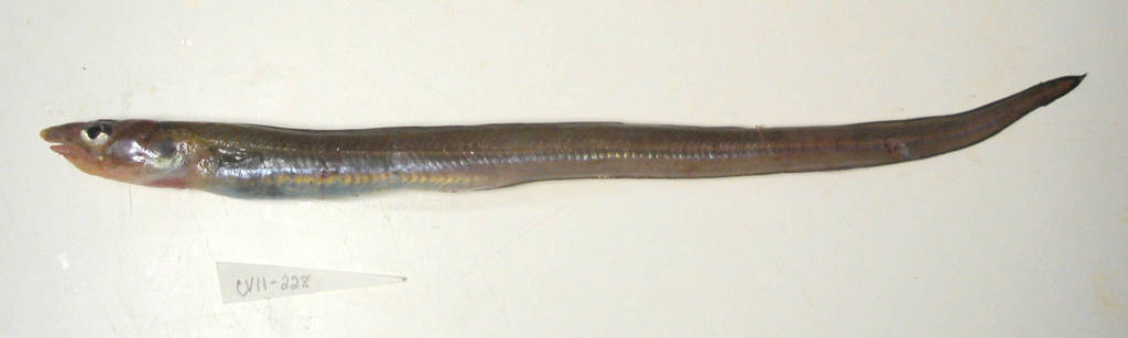 Thinlip Conger