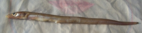 Thinlip Conger