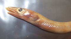 Thinlip Conger photo 3