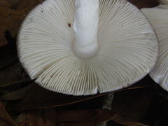 Amanita marmorata