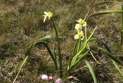 Moraea alticola image