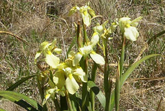 Moraea alticola image