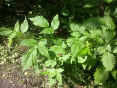 Rubus idaeus