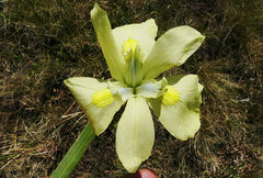 Moraea alticola image